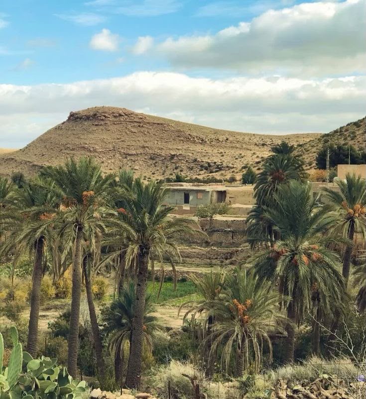 A palm grove at Bou Saada, an easy oasis stop for families travelling in Algeria