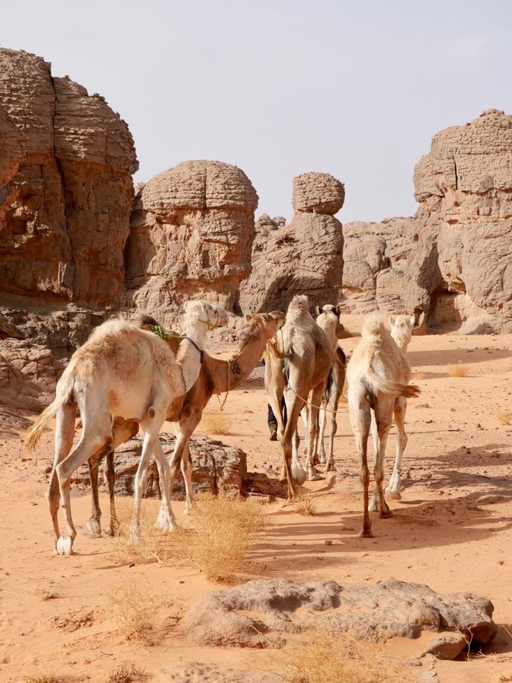 Camels among sandstone towers in the desert around Djanet