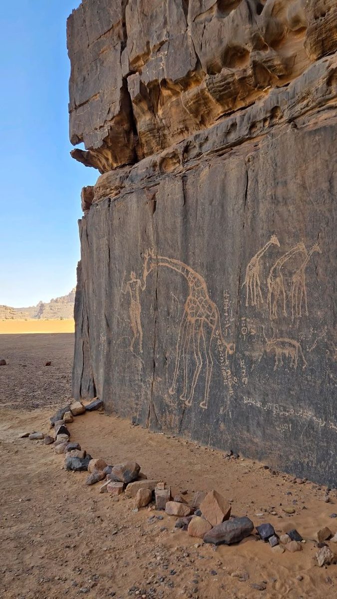 Prehistoric engravings of giraffes and a human figure cut into a dark rock face in the Tassili n'Ajjer